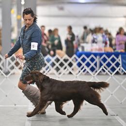 Cocoa - Flat-Coated Retriever