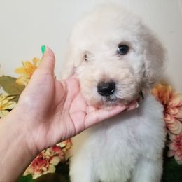 Poodle Puppies from Standard Hearts