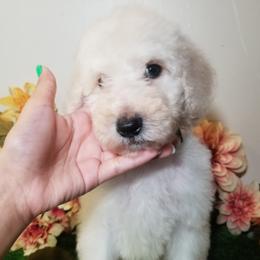 Poodle Puppies from Standard Hearts