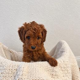 Boy 1 - Red  male Goldendoodle puppy in Godley, Texas from Godley Designer Doodles