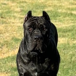 Lani - Cane Corso