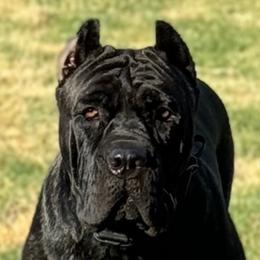 Lani - Cane Corso