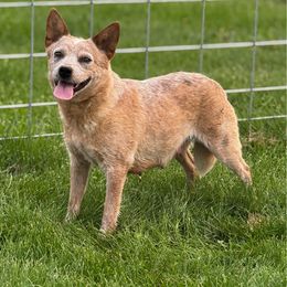 Ooopsie - Australian Cattle Dog