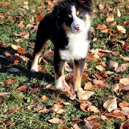 Aladdin - Miniature American Shepherd puppy from Wiggle Rump Ranch