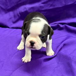 Severus - Black and white male Boston Terrier puppy in Kingsport, Tennessee from Dreamweaver Bostons