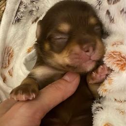 Rocco - Chocolate and tan male Chihuahua puppy in Hillsboro, Texas from Pikanoo Pups