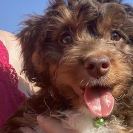 Boy 6 Green Collar - Aussiedoodle puppy in Cross Plains, Tennessee from Cross-Tied Farm Aussiedoodles