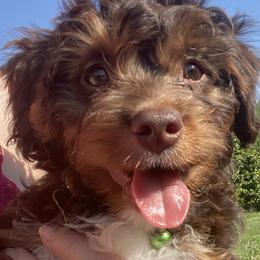 Boy 6 Green Collar - Aussiedoodle puppy in Cross Plains, Tennessee from Cross-Tied Farm Aussiedoodles