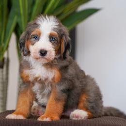 Joshua - Blue merle male Bernedoodle puppy in Dundee, Ohio from Down Home Doodle