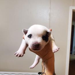 Eye patches - Blue speckled female Australian Cattle Dog puppy in Lenoir, North Carolina from Blue Coyote Ranch