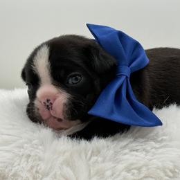 Jameson - Brindle and white male French Bulldog puppy in Largo, Florida from Big Daddy Frenchies