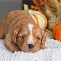 Cody - Red male Cavapoo puppy in Gap, Pennsylvania from Country View Puppies ( License 18816)