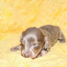 Jett 3000 - Fawn (isabella) and cream male Dachshund puppy in Coldwater, Mississippi from Mississippi Shorties Miniature Dachshunds