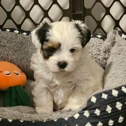 Patch - Black and white female Shorkie puppy in Chattanooga, Tennessee from Passion Pups TN