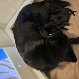 Red collar - Black and red female German Shepherd puppy in Lyndonville, New York from Steinholtz German Shepherds