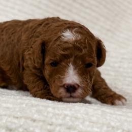 Charlie - Red  male Poodle puppy in Fort Collins, Colorado from Yellow Dog Farm