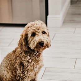 Remi - Goldendoodle