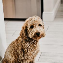 Remi - Goldendoodle