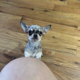 Isabellita 2.5lbs fully grown - Merle Chihuahua puppy in Brooklyn, New York from Cuties 4 You