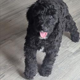 Mickey - Black male Goldendoodle puppy in Hollow Rock, Tennessee from Cedarhills