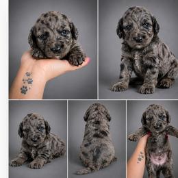 Brinx Jr. - Merle male Goldendoodle puppy in Delphos, Ohio from Route 66 Poodles & Doodles, Sapphire Shih-tzu's of Ohio