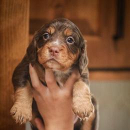 Coral - Liver and tan female English Cocker Spaniel puppy in New Mexico from HighBrassGunDogs