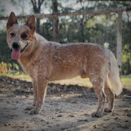 Boomer - Australian Cattle Dog