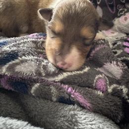 Poppy - Sable female Collie puppy in Richmond, Kentucky from Puppy Dog City