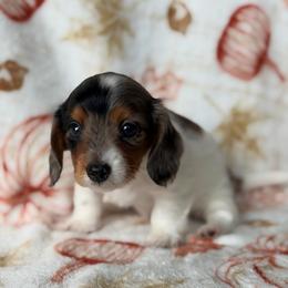 Josie - Piebald female Dachshund puppy in Brandon, Florida from Knights Dachshunds