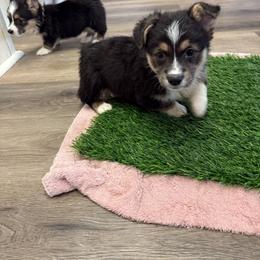 Pembroke Welsh Corgi Puppies from LTT Corgis