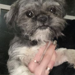 Wednesday - Shih Tzu