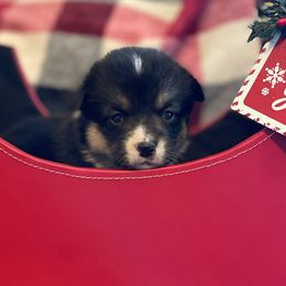 Bailey - Pembroke Welsh Corgi puppy from Colebrooke Farm