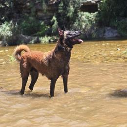 Molly - Mahogany female Belgian Malinois puppy in China Spring, Texas from Childress Creek Kennels