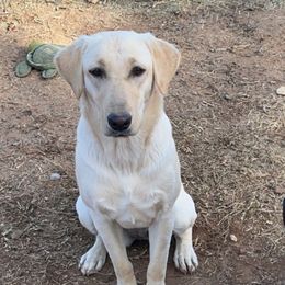 Cali - Labrador Retriever