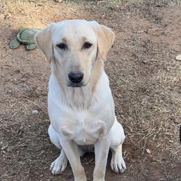 Cali - Labrador Retriever