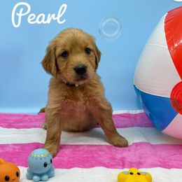 Golden Retriever Puppies from Nirvana Goldens