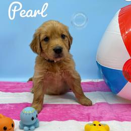 Golden Retriever Puppies from Nirvana Goldens