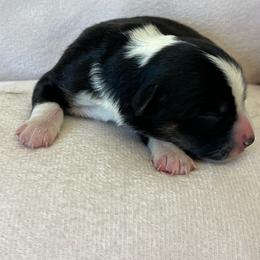 Lou - Black tri female Miniature Australian Shepherd puppy in Norco, California from River Springs Aussies