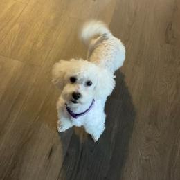 Bella - Maltipoo