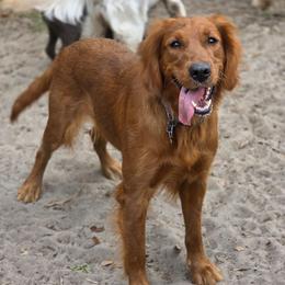 Ruby - Golden Retriever