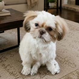 Shih Tzu puppies from 2 Sons & 4 Paws Puppies
