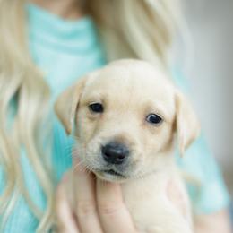 Haze - Yellow male Labrador Retriever puppy in Allons, Tennessee from UC Labradors LLC
