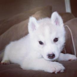 Siberian Husky Puppies from Tricia's Siberians LLC