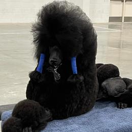 Paloma - Poodle
