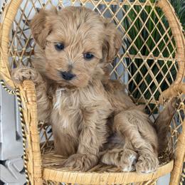 Mint - Gold female Havapoo puppy in Burlington, Iowa from River View Puppies