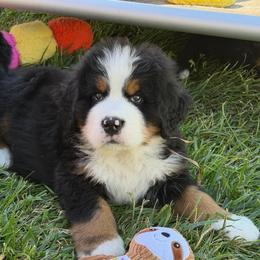 Soldier - Black rust and white male Bernese Mountain Dog puppy in Draper, Utah from Breaking Trail Berners