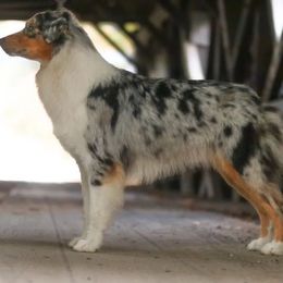 Birdie - Australian Shepherd