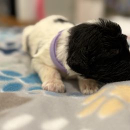 Goldendoodle and Poodle Puppies from Southern Stroll Poodles & Doodles