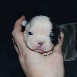 Boy 4 - Blue male Boston Terrier puppy in Georgia from A-K Boston Terriers
