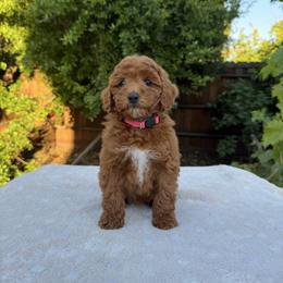 Pink - Red  female Goldendoodle puppy in Citrus Heights, California from Tanya's Goldendoodles